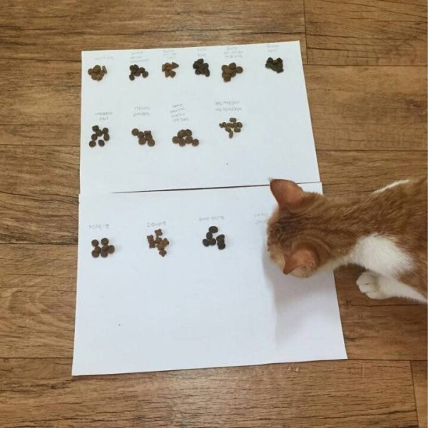 17514477696045.orig