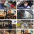 TV 동물농장.E1069.220515.1080p.H264-F1RST.mp4