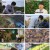 TV 동물농장.E1072.220605.1080p.H264-F1RST.mp4