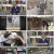 TV 동물농장.E1122.230528.1080p.H264-F1RST