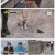 개는 훌륭하다.E211.2024-02-26.1080p.H264-F1RST